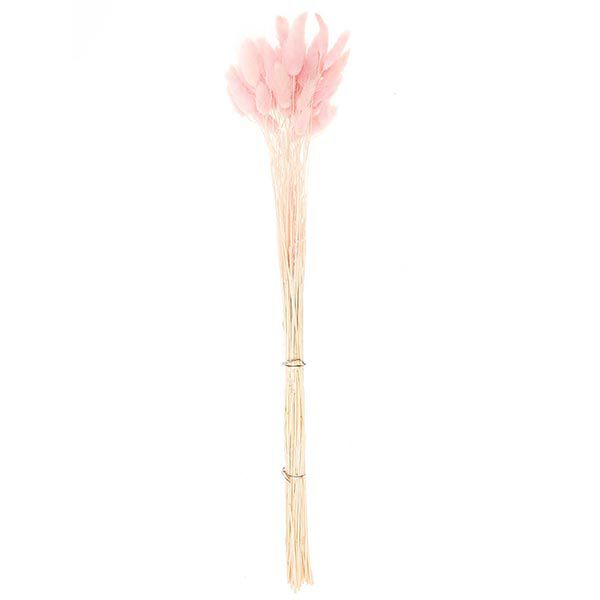 Gedroogde lagurus [ 50 Stuk ] | Rico Design – pink,  image number 4