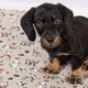 Halfpanama linnenlook Dogs Life – natuur,  thumbnail number 6