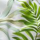 Decostof Canvas exotische bladeren – groen/wit,  thumbnail number 2