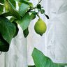 Outdoor Vitragestof Bladeren 315 cm – groen,  thumbnail number 8