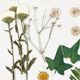 Geperste bloemen & Bladeren [19 delig] - creme/groen,  thumbnail number 3