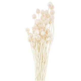 Gedroogde Japanse kaarde [ 50 g ] | Rico Design – natuur, 
