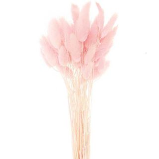 Gedroogde lagurus [ 50 Stuk ] | Rico Design – pink, 