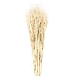 Gedroogde tarwe [ 50 Stuk ] | Rico Design – natuur, 