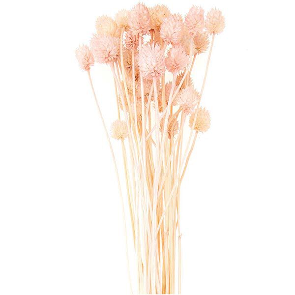 Gedroogde Japanse kaarde [ 50 g ] | Rico Design – pink,  image number 1