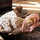 Katoenflanel Hondenkoppen | by Poppy – ecru,  thumbnail number 8