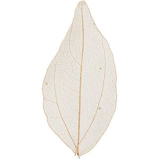 Loofbladeren [20 Stuk] - creme, 