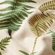Halfpanama linnenlook varen – natuur,  thumbnail number 2